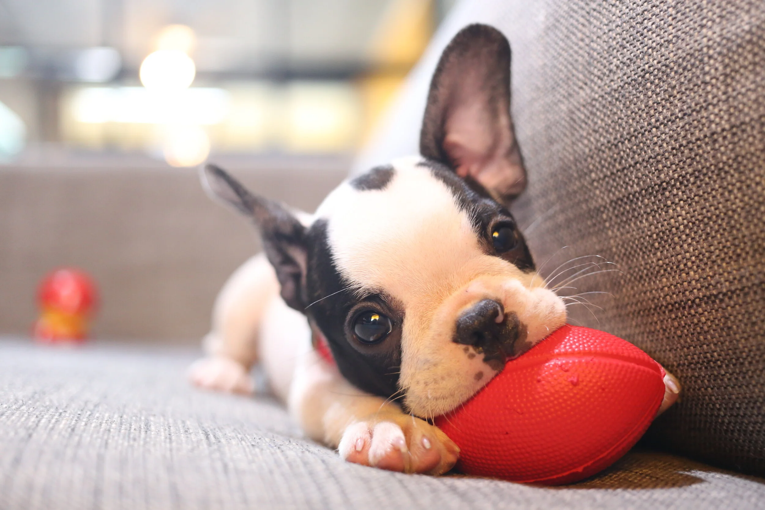Black friday cheap dog toys